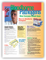 Bloodborne Pathogens 